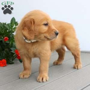 Sean, Golden Retriever Puppy
