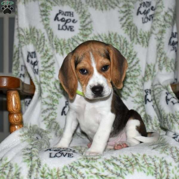 Seaweed, Beagle Puppy