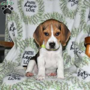 Seaweed, Beagle Puppy