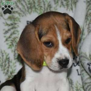 Seaweed, Beagle Puppy