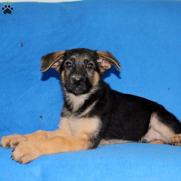 Sebastian, German Shepherd Puppy