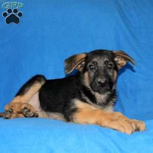 Sebastian, German Shepherd Puppy