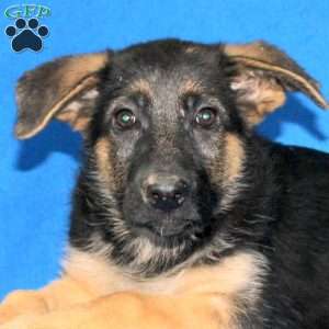 Sebastian, German Shepherd Puppy