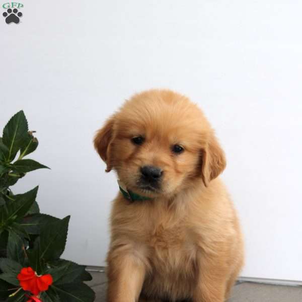 Selena, Golden Retriever Puppy