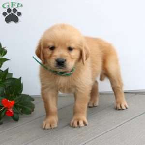 Selena, Golden Retriever Puppy