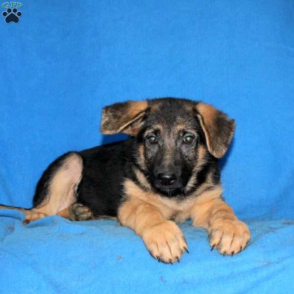 Serena, German Shepherd Puppy