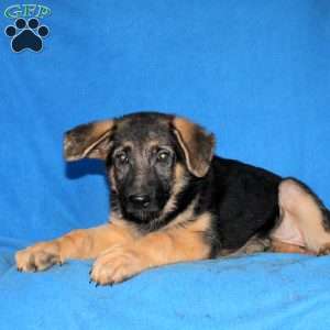 Serena, German Shepherd Puppy