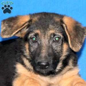 Serena, German Shepherd Puppy