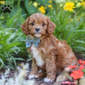 Seth, Cavapoo Puppy