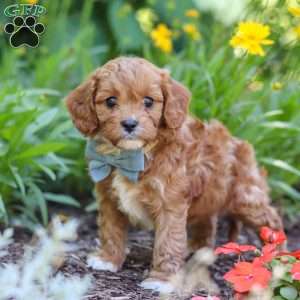 Seth, Cavapoo Puppy