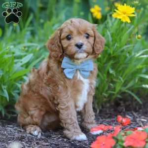Seth, Cavapoo Puppy