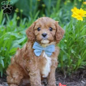 Seth, Cavapoo Puppy