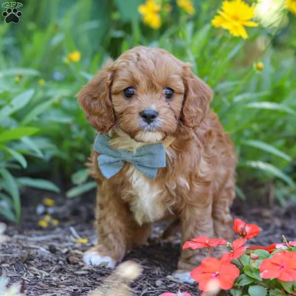 Seth, Cavapoo Puppy