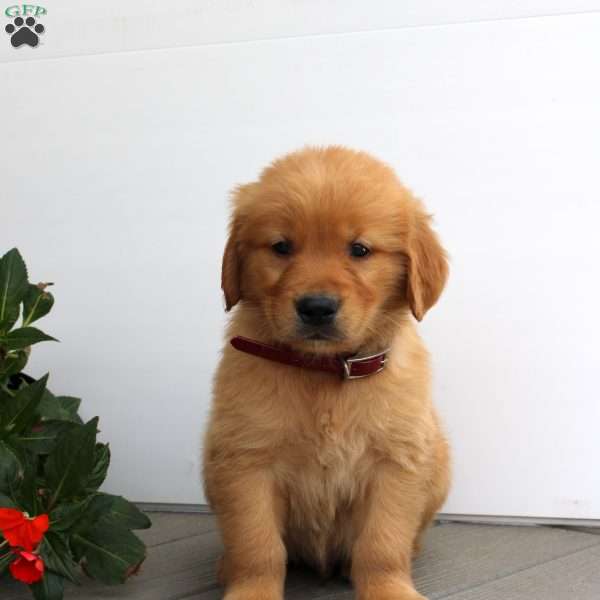 Seth, Golden Retriever Puppy