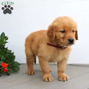 Seth, Golden Retriever Puppy