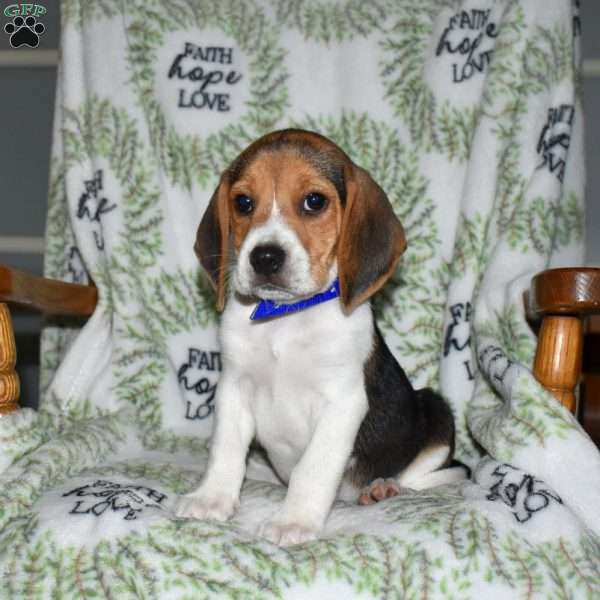 Shadow, Beagle Puppy