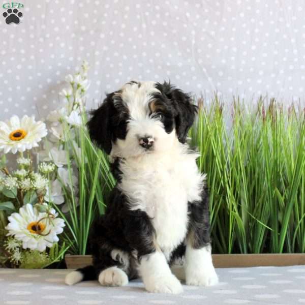 Shadow, Mini Bernedoodle Puppy