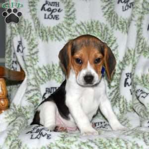 Shadow, Beagle Puppy