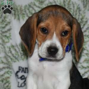 Shadow, Beagle Puppy