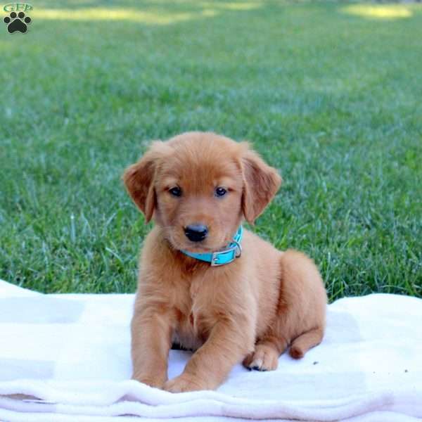 Shaggy, Golden Retriever Puppy