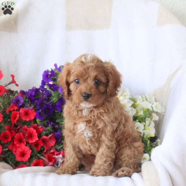 Shaggy, Cavapoo Puppy