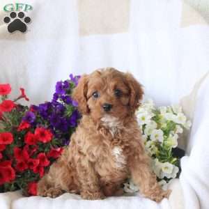 Shaggy, Cavapoo Puppy