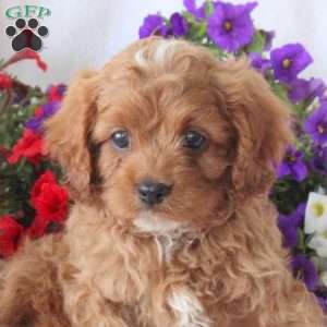 Shaggy, Cavapoo Puppy