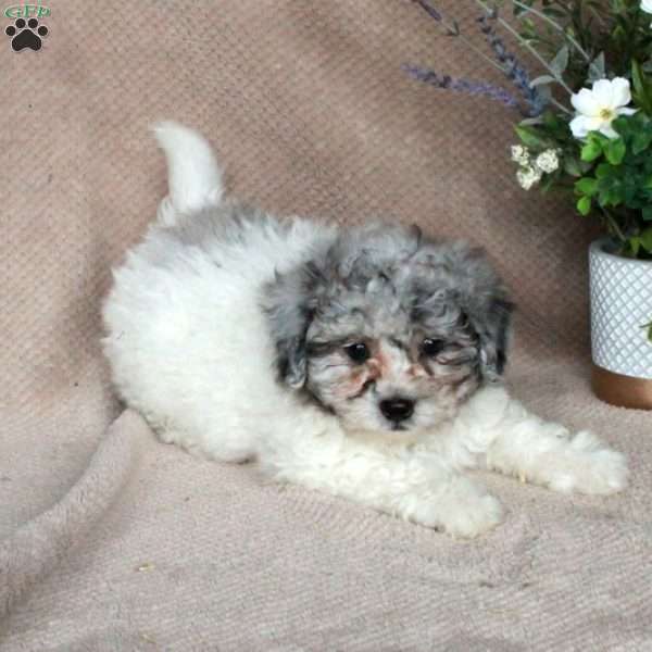 Shane, Shih-Poo Puppy