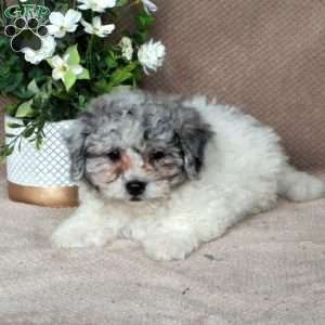 Shane, Shih-Poo Puppy