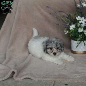 Shane, Shih-Poo Puppy