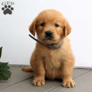 Shane, Golden Retriever Puppy