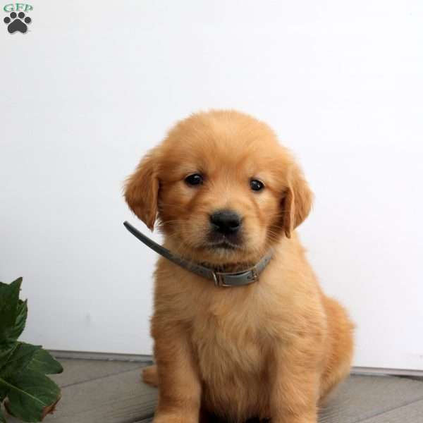 Shane, Golden Retriever Puppy