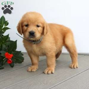 Shane, Golden Retriever Puppy