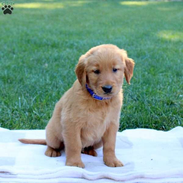 Shawn, Golden Retriever Puppy