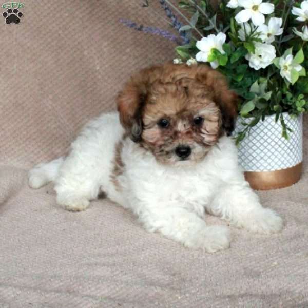 Sherlock, Shih-Poo Puppy