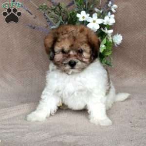 Sherlock, Shih-Poo Puppy