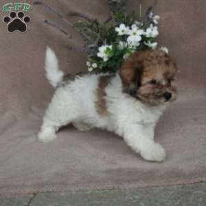 Sherlock, Shih-Poo Puppy