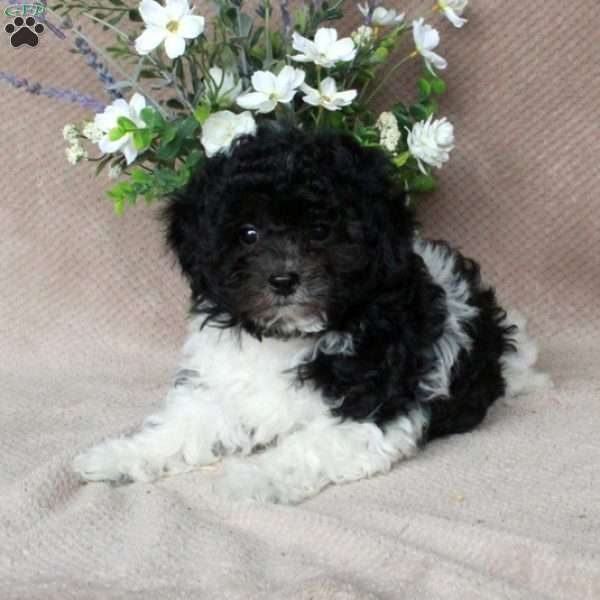 Sherman, Shih-Poo Puppy
