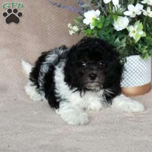 Sherman, Shih-Poo Puppy