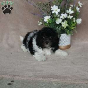 Sherman, Shih-Poo Puppy