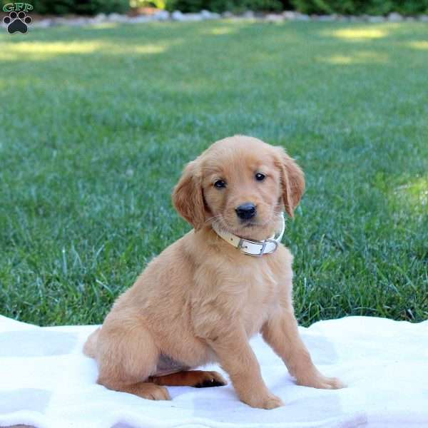 Shiloh, Golden Retriever Puppy
