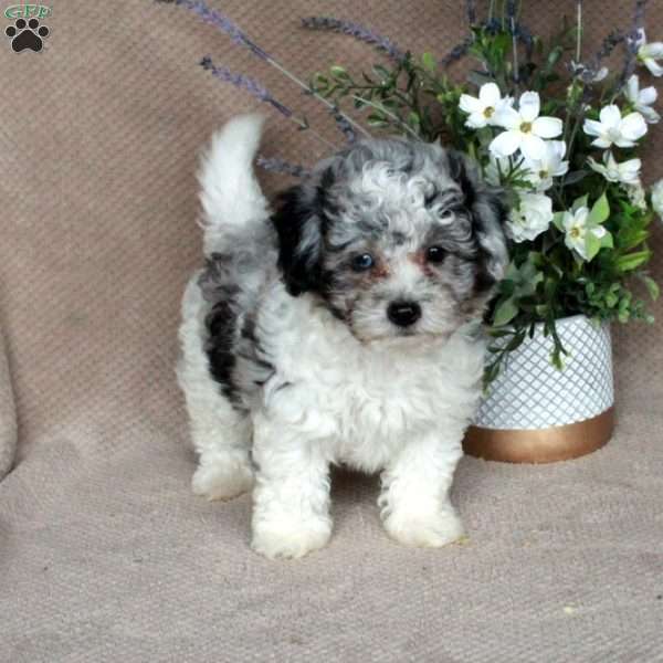 Shiloh, Shih-Poo Puppy