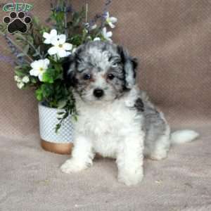 Shiloh, Shih-Poo Puppy