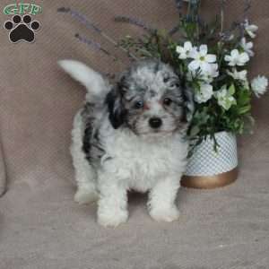 Shiloh, Shih-Poo Puppy
