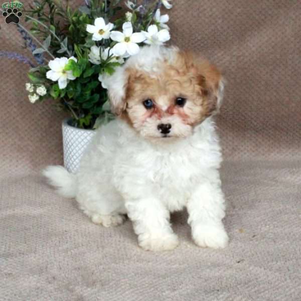 Shirley, Shih-Poo Puppy