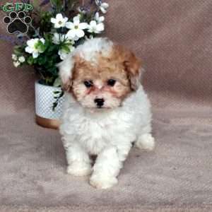 Shirley, Shih-Poo Puppy