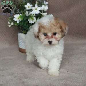Shirley, Shih-Poo Puppy