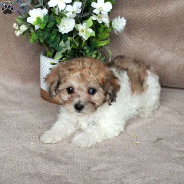 Shyanne, Shih-Poo Puppy