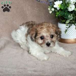 Shyanne, Shih-Poo Puppy