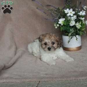 Shyanne, Shih-Poo Puppy